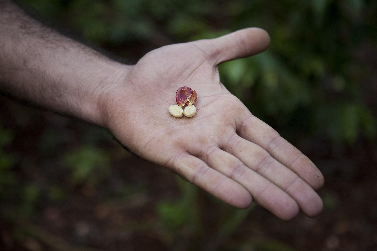 20 mil pés de café produz quantas sacas? Veja a média por hectare