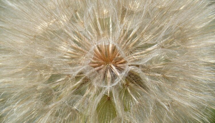 20 imagens do Vegeta: Fotos incríveis para fãs de Dragon Ball