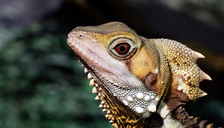 Conheça melhor Antares: O Rei dos Dragões de Solo Leveling