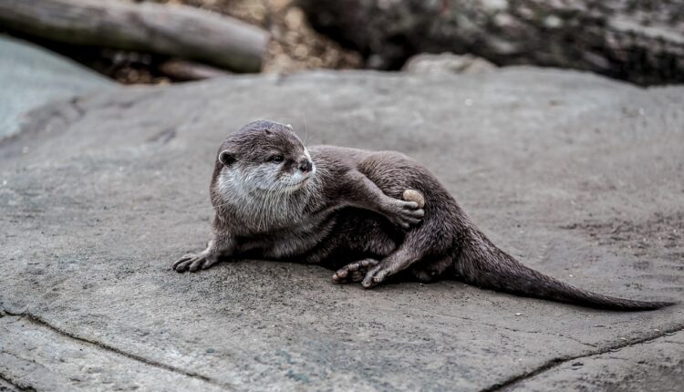 13 super curiosidades sobre Ulysses Klaw: O vilão Garra Sônica