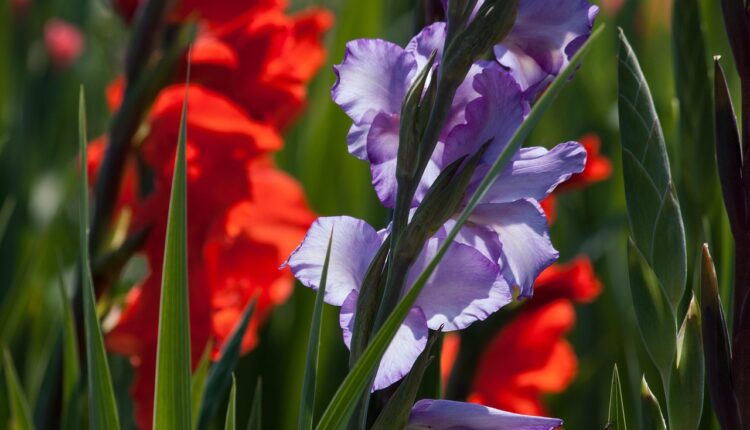 21 ótimos animes de ação: Combates épicos para assistir