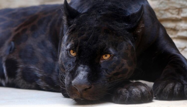 Diferenças entre o filme e os quadrinhos do Pantera Negra