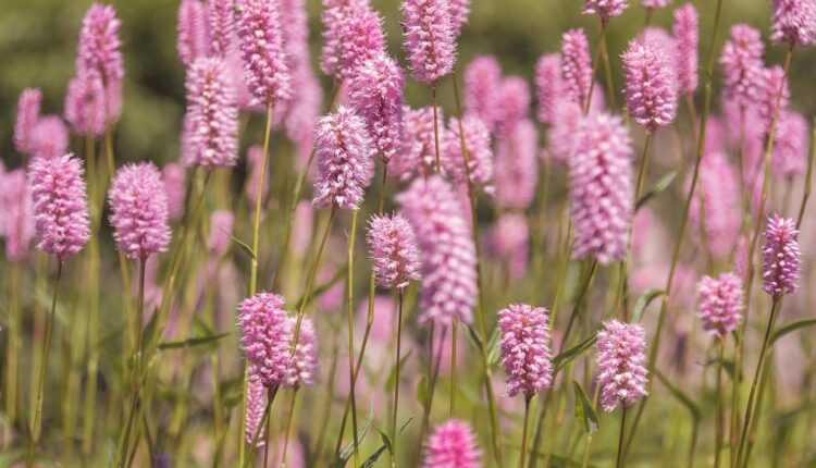 5 dicas para cuidar melhor de flores no verão