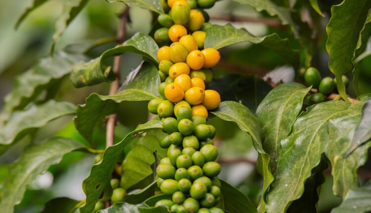 20 mil pés de café produz quantas sacas? Veja a média por hectare